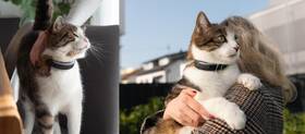 GPS lokátor Tractive CAT 6 Mini – pro kočky a monitor zdraví s integrovaným obojkem černý

 obrázek produktu 4 z 4