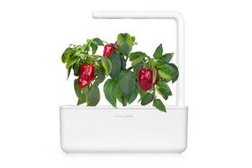Semínka Click and Grow Červená paprika, sladká (3 ks) 

 obrázek produktu 3 z 3