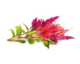 Semínka Click and Grow Nevadlec/Celosia (3 ks) 

 obrázek produktu 1 z 2