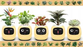 Chytrý květináč Plantsio IVY žlutý

 obrázek produktu 2 z 5