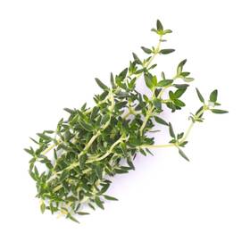 Semínka Véritable Lingot Tymián - BIO 

 obrázek produktu 1 z 2