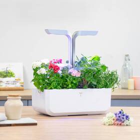 Semínka Véritable Lingot Flox 

 obrázek produktu 2 z 2