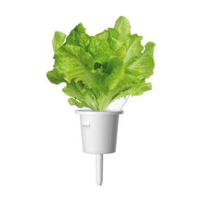 Semínka Click and Grow Zelený salát (9 ks) 

 obrázek produktu 2 z 2