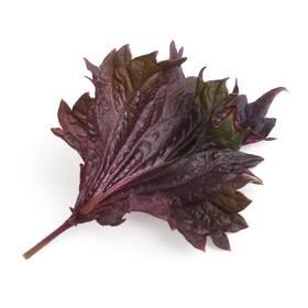 Semínka Véritable Lingot Fialový shiso - BIO 

 obrázek produktu 1 z 1