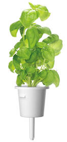 Semínka Click and Grow Bazalka (3 ks) 

 obrázek produktu 2 z 2