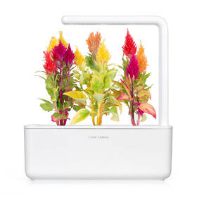 Semínka Click and Grow Nevadlec/Celosia (3 ks) 

 obrázek produktu 2 z 2