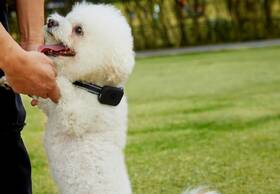 GPS lokátor Carneo DogSAFE+ černá barva
