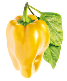 Semínka Click and Grow Žlutá paprika, sladká (3 ks) 

 obrázek produktu 1 z 3