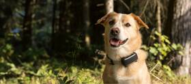 GPS lokátor Tractive DOG 6 XL –  pro psy se sledováním životních funkcí a zdravotními upozorněními černý

 obrázek produktu 4 z 5