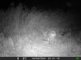 Fotopast OXE Gepard II + lovecký detektor + 32 GB SD karta 

 obrázek produktu 10 z 10