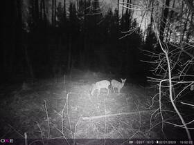 Fotopast OXE Panther 4G zelená/hnědá

 obrázek produktu 21 z 23