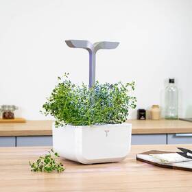 Semínka Véritable Lingot Tymián - BIO 

 obrázek produktu 2 z 2