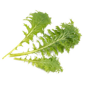 Semínka Véritable Lingot Wasabi hořčice listová - BIO 

 obrázek produktu 1 z 1