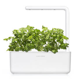Semínka Click and Grow Koriandr (3 ks) 

 obrázek produktu 3 z 3