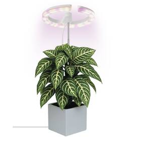 Lampa pro pěstování EMOS Kruh, 8 W, stmívání, LED integrované, IP20 bílá

 obrázek produktu 3 z 8