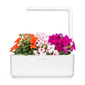 Semínka Click and Grow Netýkavka turecká (3 ks) 

 obrázek produktu 2 z 2