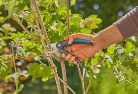 Nůžky zahradní Gardena PremiumCut 

 obrázek produktu 1 z 2