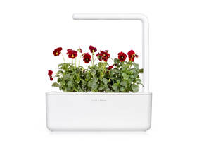 Semínka Click and Grow Maceška červená (3 ks) 

 obrázek produktu 2 z 5