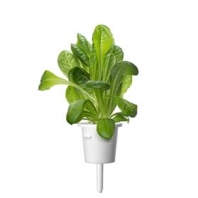 Semínka Click and Grow Římský salát (9 ks) 

 obrázek produktu 2 z 2