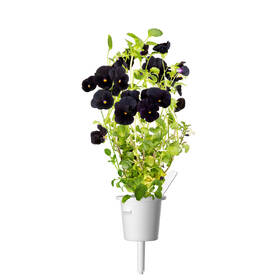 Semínka Click and Grow Černá maceška (3 ks) 

 obrázek produktu 4 z 4