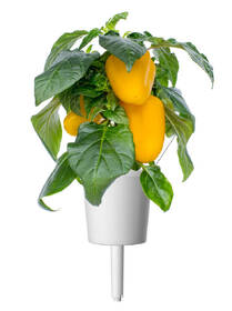 Semínka Click and Grow Žlutá paprika, sladká (3 ks) 

 obrázek produktu 2 z 3