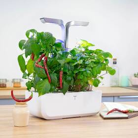 Semínka Véritable Lingot Cayenne pálivé chilli 

 obrázek produktu 2 z 2