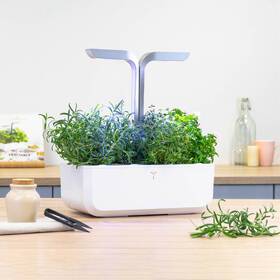 Semínka Véritable Lingot Rozmarýn 

 obrázek produktu 2 z 2