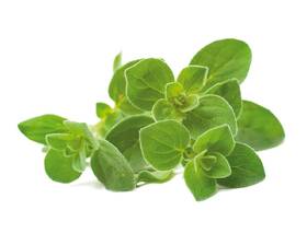 Semínka Click and Grow Oregano (3 ks) 

 obrázek produktu 1 z 3