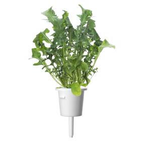 Semínka Click and Grow Rukola (3 ks) 

 obrázek produktu 2 z 3
